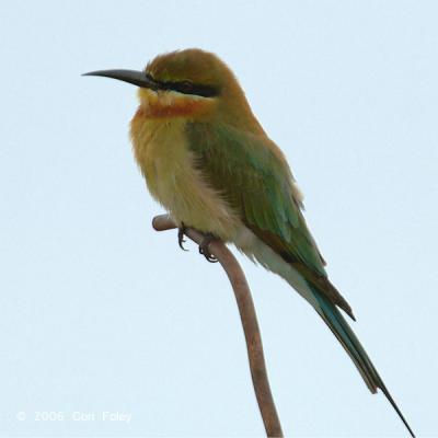 Bee-Eater, Blue-Tailed @ Changi