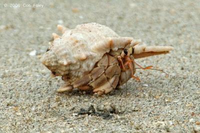 Land Hermit Crab @ Changi