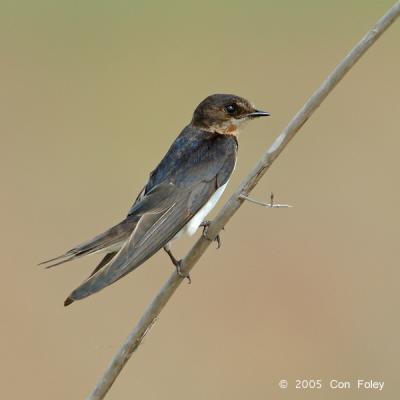 Swallow, Barn