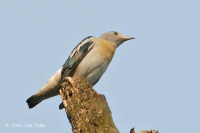 Starling, Purple Backed @ Eng Neo