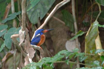 Kingfisher, Blue-Eared (male) @ Panti Forest, Malaysia