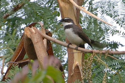 Fantail, Philippine Pied @ Balidbid