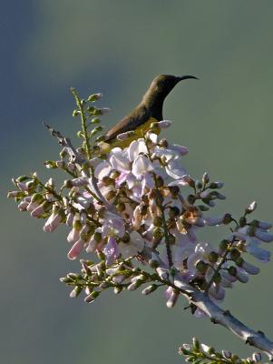 Sunbird, Olive-backed (male) @ Tabunan