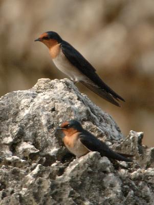 Swallow, Pacific @ Balidbid