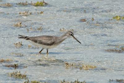 Tattler, Grey-tailed