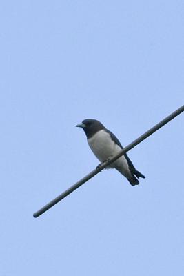 Woodswallow, White-Breasted @ Balidbid