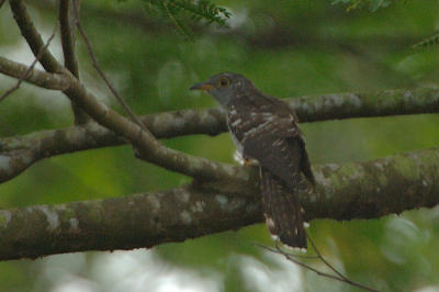 Cuckoo, Indian (juvenile) @ Jalan Kwok Min