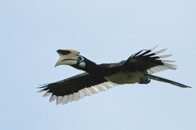 Hornbill, Oriental Pied (male) @ Pulau Ubin