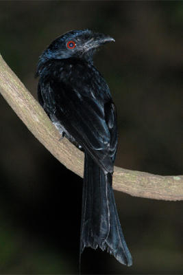 Drongo, Greater Racket-tailed @ Sime Forest