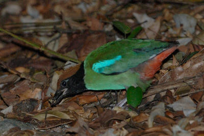 Pitta, Hooded @ Sime Forest