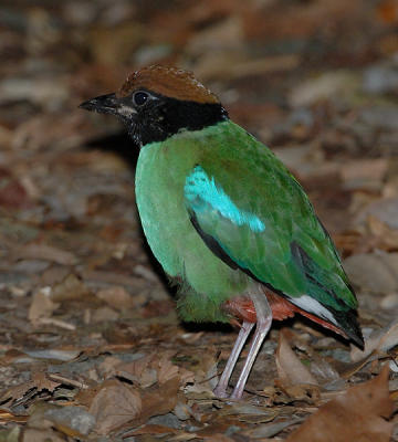 Pitta, Hooded @ Sime Forest