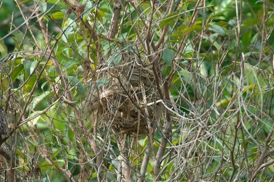 Munia, Scaly-breasted (nest) @ Pulau Ubin