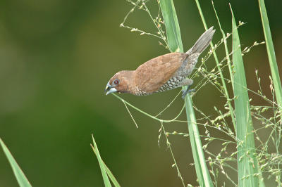 Munia, Scaly-breasted @ Pulau Ubin