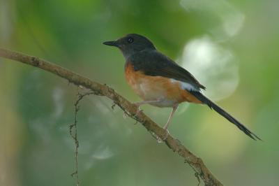 Shama, White-rumped (female) @ Pulau Ubin