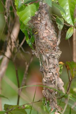 Sunbird, Olive-backed (female in nest) @ Pulau Ubin