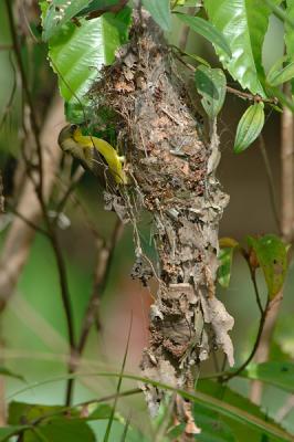 Sunbird, Olive-backed (female at nest) @ Pulau Ubin