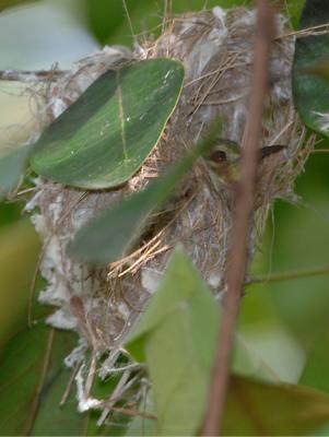Sunbird, Brown-throated (female in nest) @ Pulau Ubin