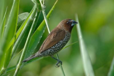 Munia, Scaly-breasted @ Neo Tiew Lane 2