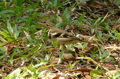 Wagtail, Forest @ Upper Pierce