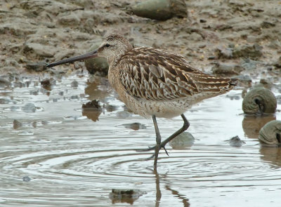 Dowitcher, Asian