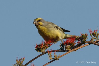 Canary, Yellow-fronted