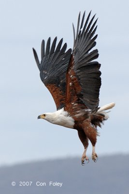 Eagle, African Fish-