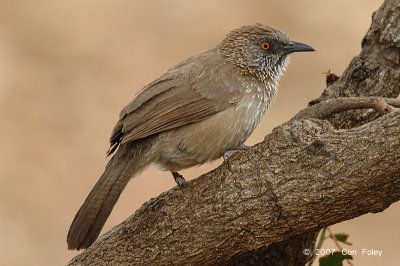 Babbler, Arrow-marked