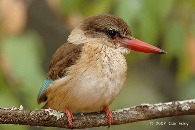 Kingfisher, Brown-hooded (female)