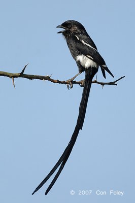 Shrike, Magpie