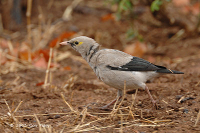 Starling, Wattled (female)