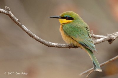 Bee-eater, Little