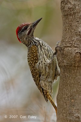 Woodpecker, Golden-tailed (male)