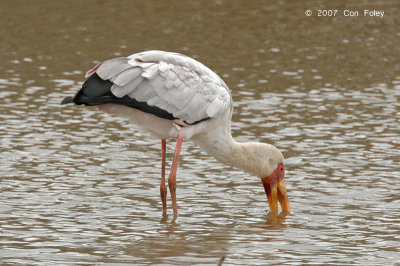 Stork, Yellow-billed