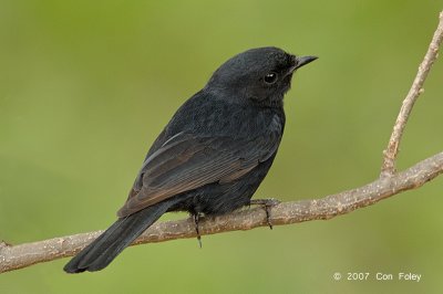 Flycatcher, Southern Black