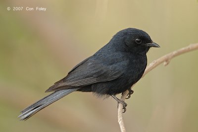 Flycatcher, Southern Black