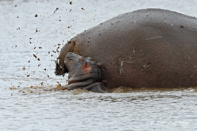 Hippopotamus (marking territory)