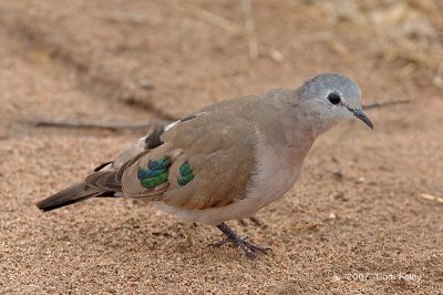 Dove, Emerald-spotted Wood-