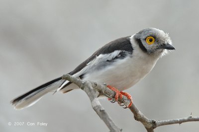 Shrike, White-crested Helmet-