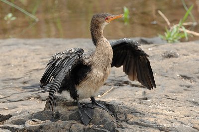 Cormorant, Reed