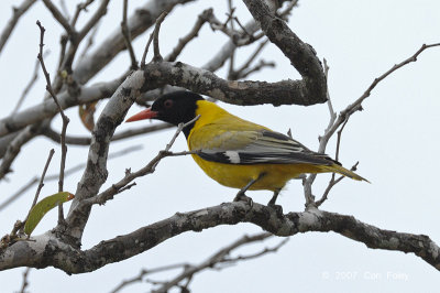 Oriole, Black-headed