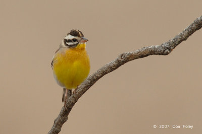 Bunting, Golden-breasted