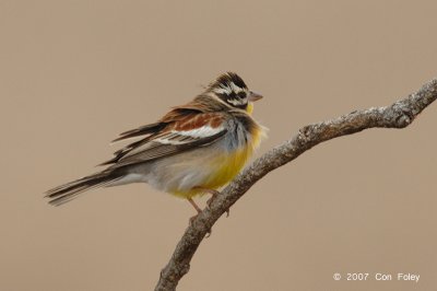 Bunting, Golden-breasted
