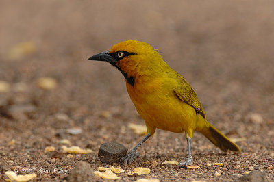 Weaver, Spectacled (male)