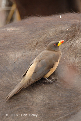 Oxpecker, Yellow-billed