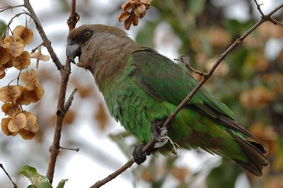 Parrott, Brown-headed