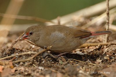 Firefinch, Red-billed