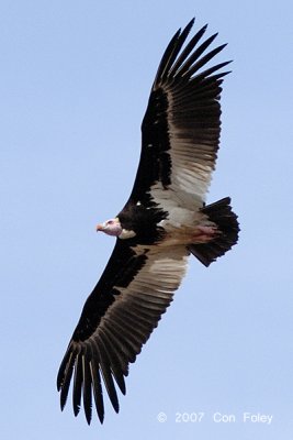 Vulture, White-headed