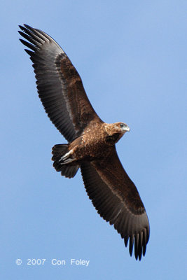 Bateleur (juvenile)