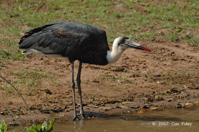 Stork, Woolly-necked