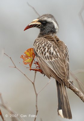 Hornbill, African Grey (female)